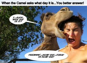 fuck-fest day camel