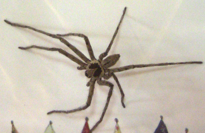 Male Huntsman Spider
