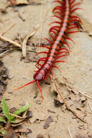 cockroach centipede