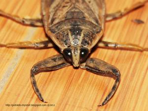 phat water bug family belostomatidae