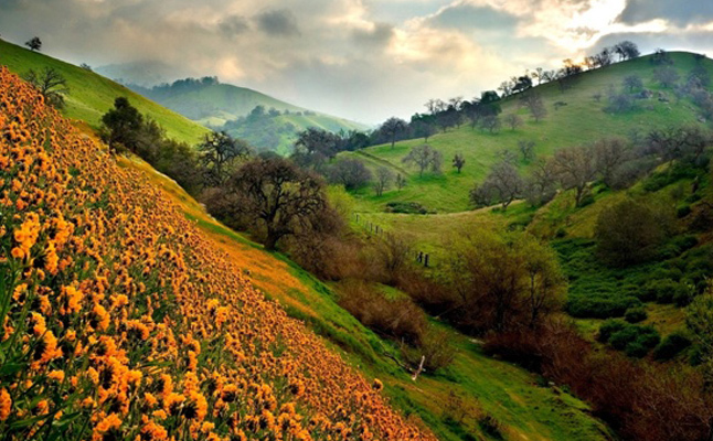 Beautiful Flower Valley