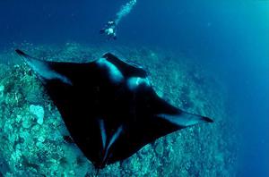 gigantic ocean manta ray