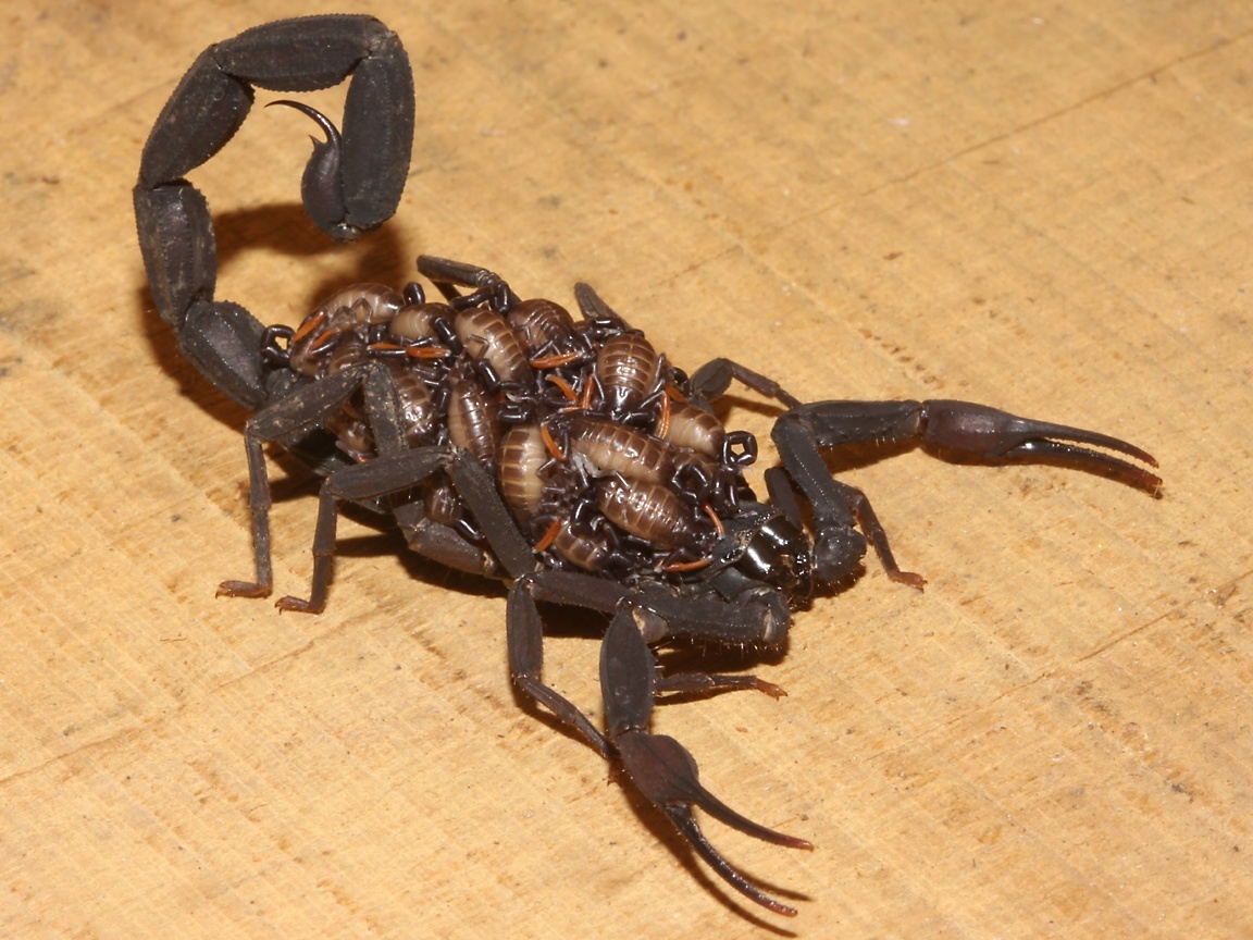 What Do Scorpions Look Like
