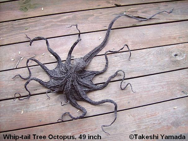 Whip Tailed Tree Octopus