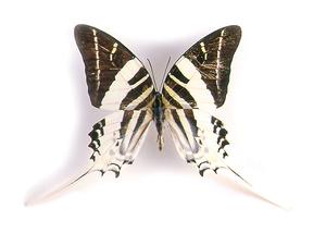 massive swordtail butterfly