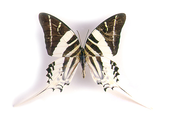 Giant Swordtail Butterfly
