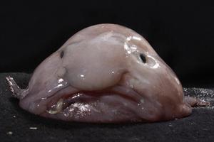 blob fish ugliest animals