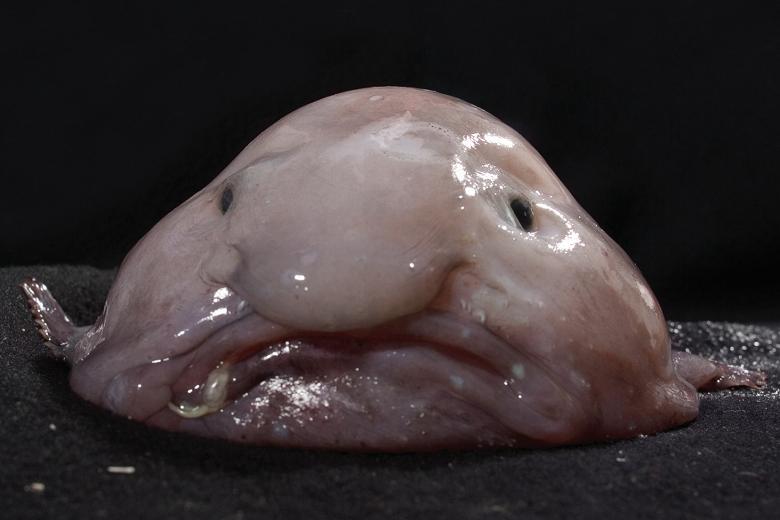 Blob Fish Ugliest Animals