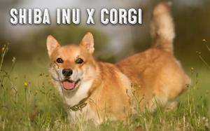 shiba inu corgi mix up