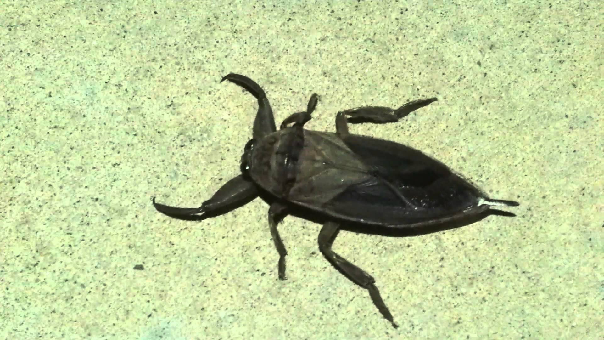 Flying Bugs That Look Like Roaches