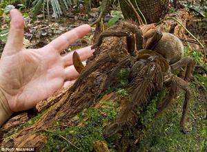 biggest goliath bird gobbling spider