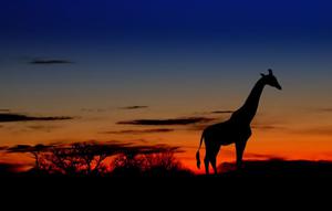 giraffe south africa wildlife