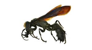 wasp types species