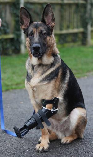 prosthetics for dogs front limb