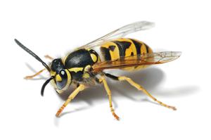 bees wasps hornets yellow jackets