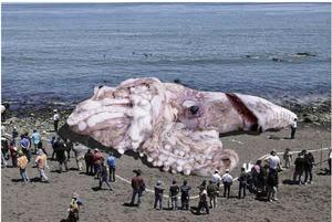 massive squid california