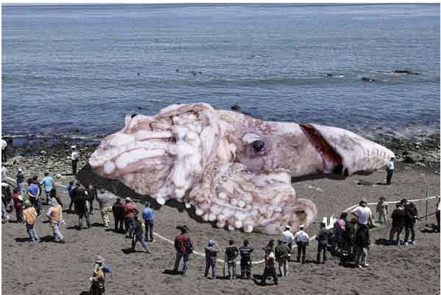 Giant Squid California