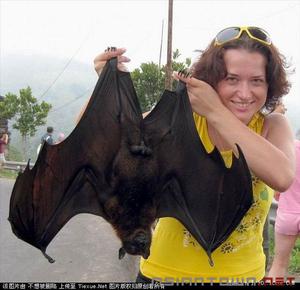 huge fruit bat