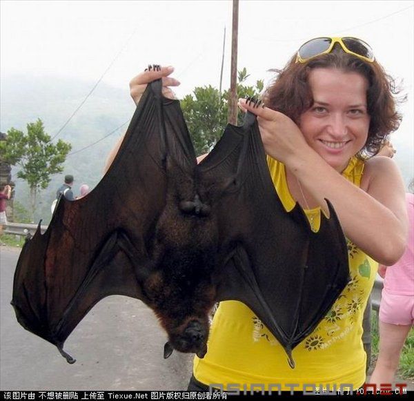 Giant Fruit Bat