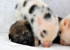 german shepherd puppies and pigs