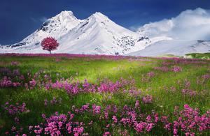 landscape nature mountains with flowers