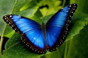 amazon blue butterfly