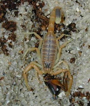 israeli yellow scorpion
