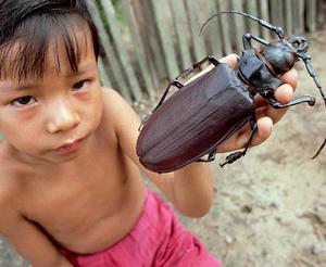 world s largest beetle