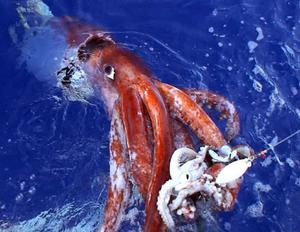 massive squid