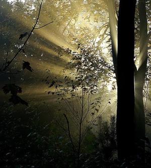 sunbeams woods light