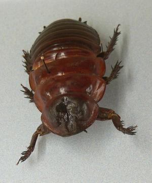 thick burrowing cockroach
