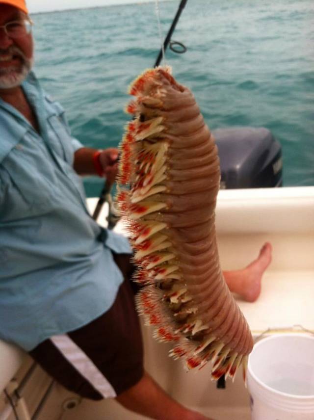Crazy Pictures Of Scary Sea Creatures